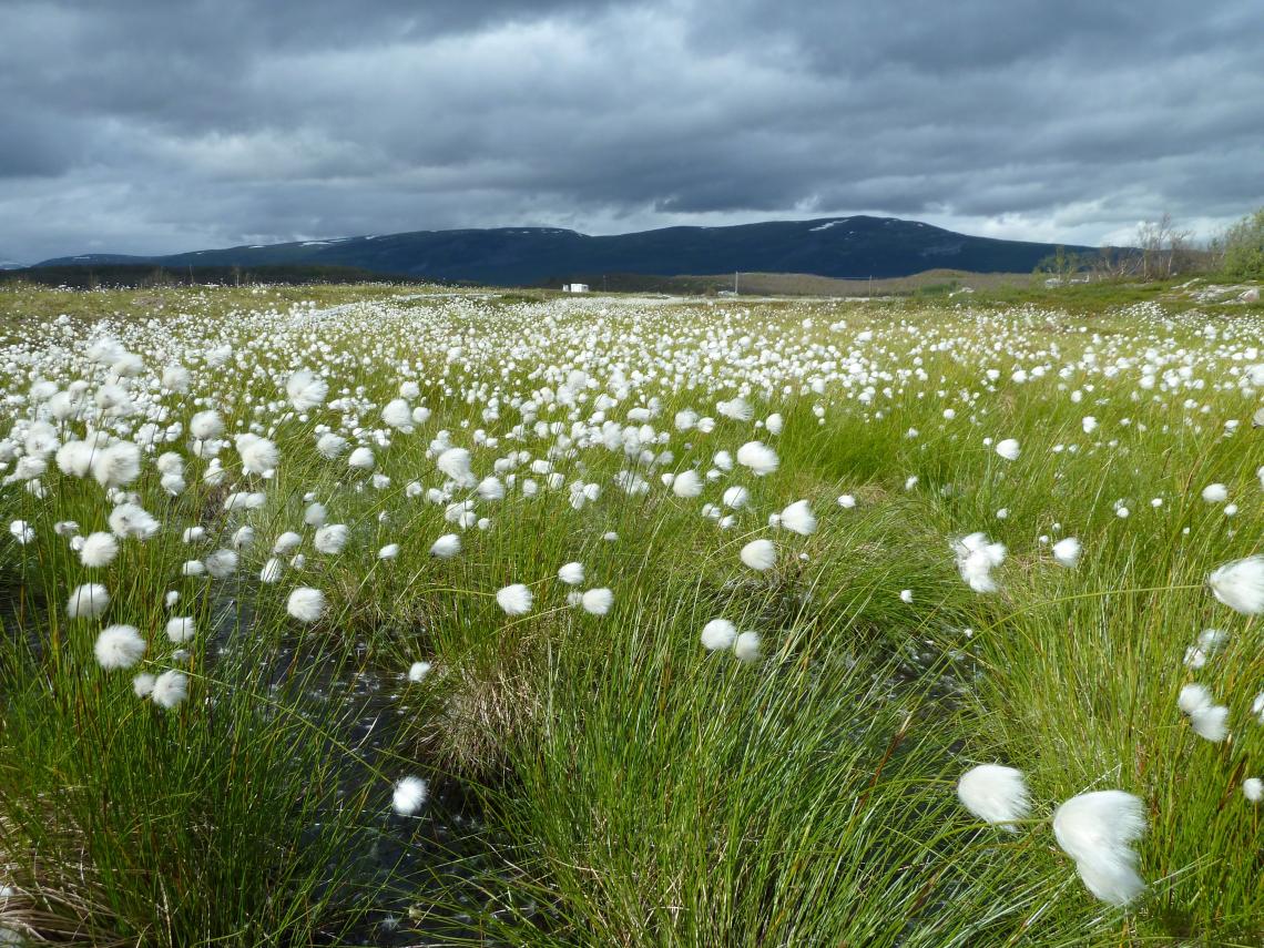 The Stordalen Mire in Northern Sweden. Soils that used to be frozen year-round are giving way to swampy wetlands under the influence of a warming climate. The Stordalen Mire in Northern Sweden. Soils that used to be frozen year-round are giving way to swampy wetlands under the influence of a warming climate.