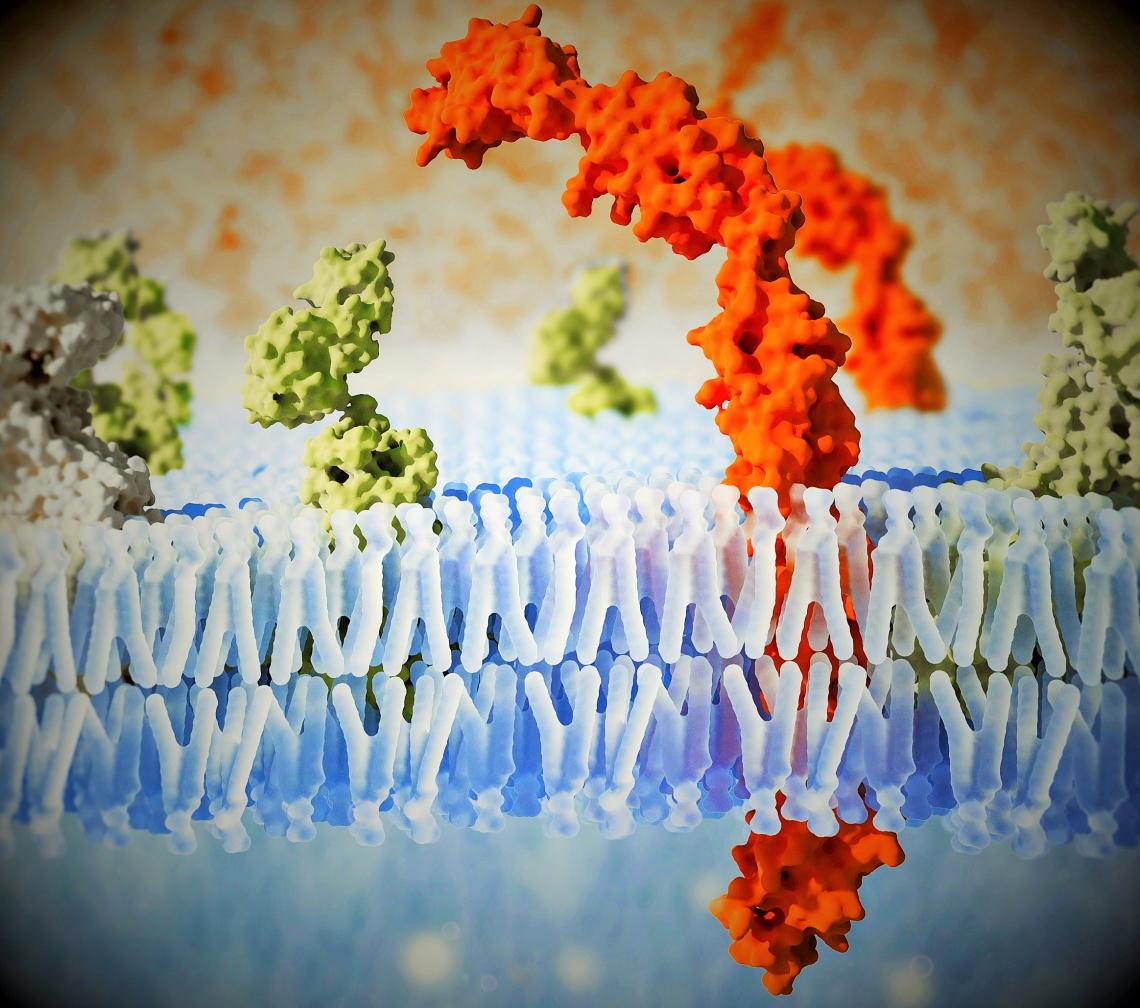 Plasma membrane of a cell with associated proteins Plasma membrane of a cell with associated proteins