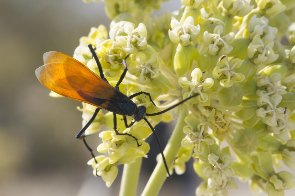 As adults, tarantula wasps dine on nectar-laden flowers. As larvae, they are of much darker culinary preference. 