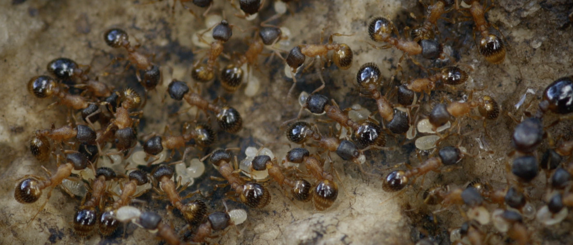 Temnothorax rugatulus ant colony