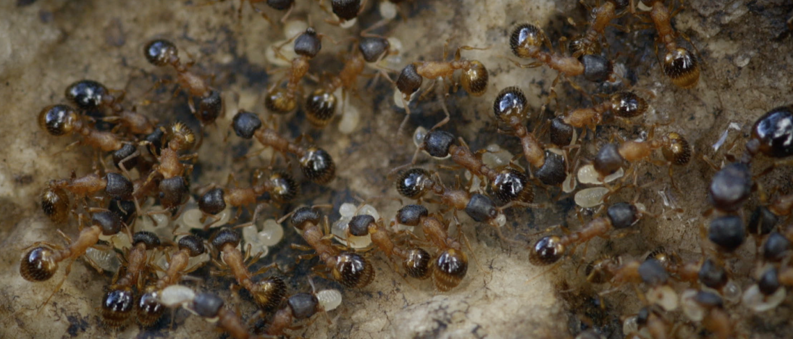 Temnothorax rugatulus ant colony 