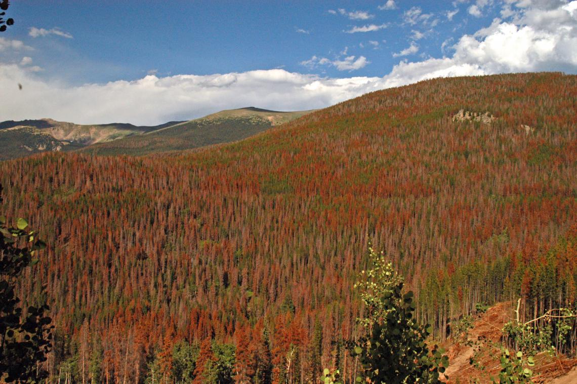 Bare branches and rust-colored foliage denote dead and dying trees in the Colorado’s Front Range. Bare branches and rust-colored foliage denote dead and dying trees in the Colorado’s Front Range.