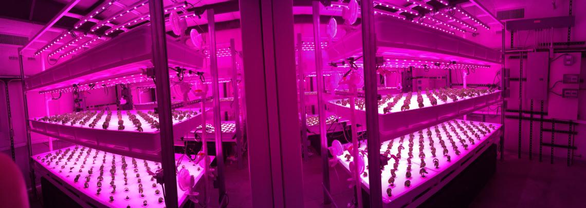 Vertical farming operations often use energy-efficient LED lighting, which can be provided to plants in specific colors to photosynthesis. Vertical farming operations often use energy-efficient LED lighting, which can be provided to plants in specific colors to photosynthesis.