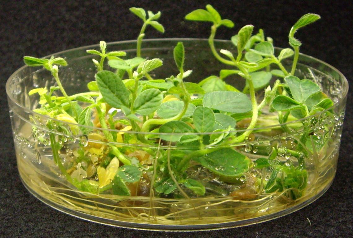 Transgenic soybeans in the last stages of tissue culture. Transgenic soybeans in the last stages of tissue culture.
