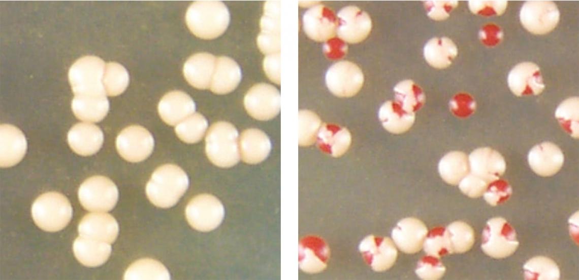 When colonies of baker's yeast cells that contain clumped prion proteins are stressed by high temperatures, some can convert the aggregated prion proteins to the non-clumping form of the protein . When colonies of baker's yeast cells that contain clumped prion proteins are stressed by high temperatures, some can convert the aggregated prion proteins to the non-clumping form of the protein .