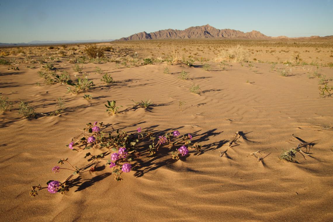 Less than one inch of winter rainfall does not deter a bloom of wild sand verbena upon the Mohawk Dune.