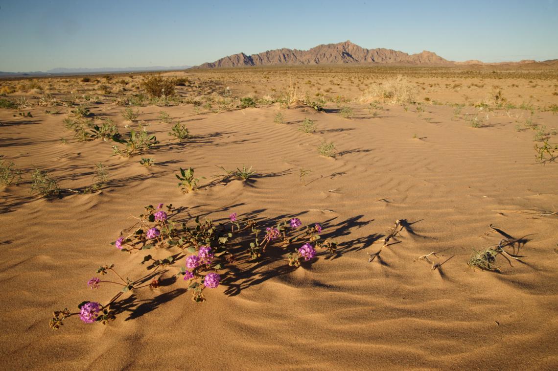 Less than one inch of winter rainfall does not deter a bloom of wild sand verbena upon the Mohawk Dune. 