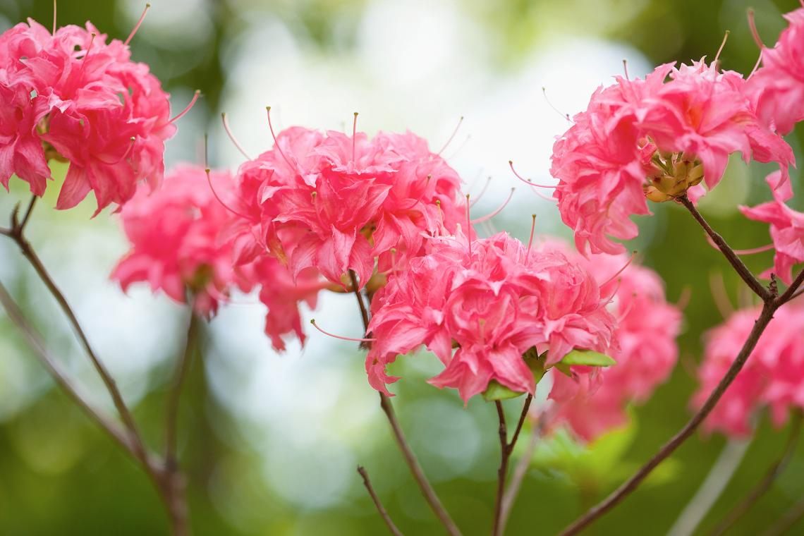 Species traits such as flower color are one of the essential biodiversity variables that can be used to assess biodiversity change through time. Species traits such as flower color are one of the essential biodiversity variables that can be used to assess biodiversity change through time.