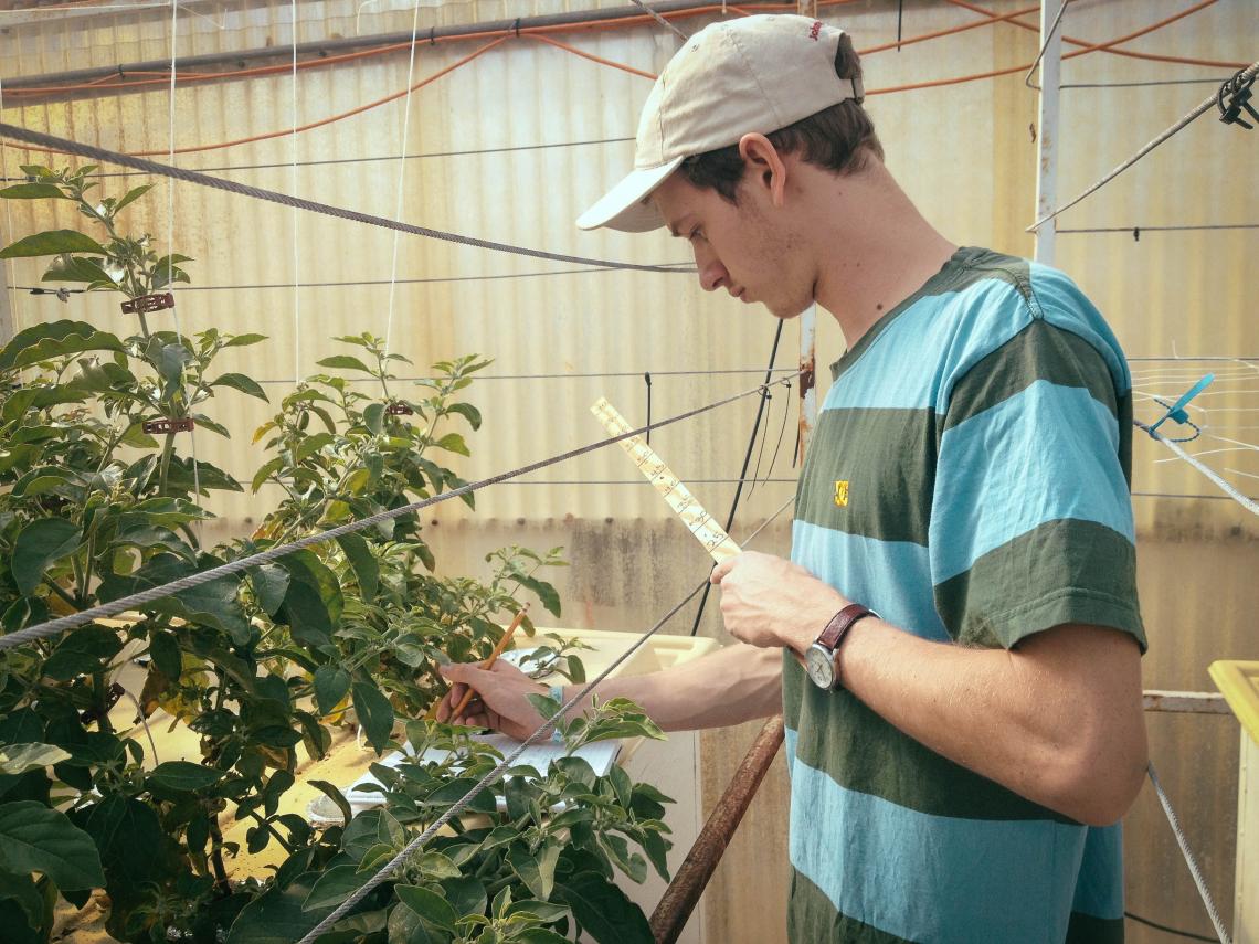 Von Bieberstein measures the average leaf size and height of each plant weekly to collect data on growth.
