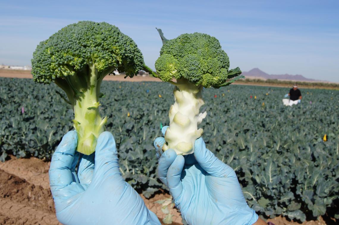 Broccoli crowns harvested from a sweet potato whitefly trial. The chlorotic “blanched” crown on the right was harvested from a plant heavily infested with whiteflies. The green “normal” crown on left was whitefly-free. Broccoli crowns harvested from a sweet potato whitefly trial. The chlorotic “blanched” crown on the right was harvested from a plant heavily infested with whiteflies. The green “normal” crown on left was whitefly-free.