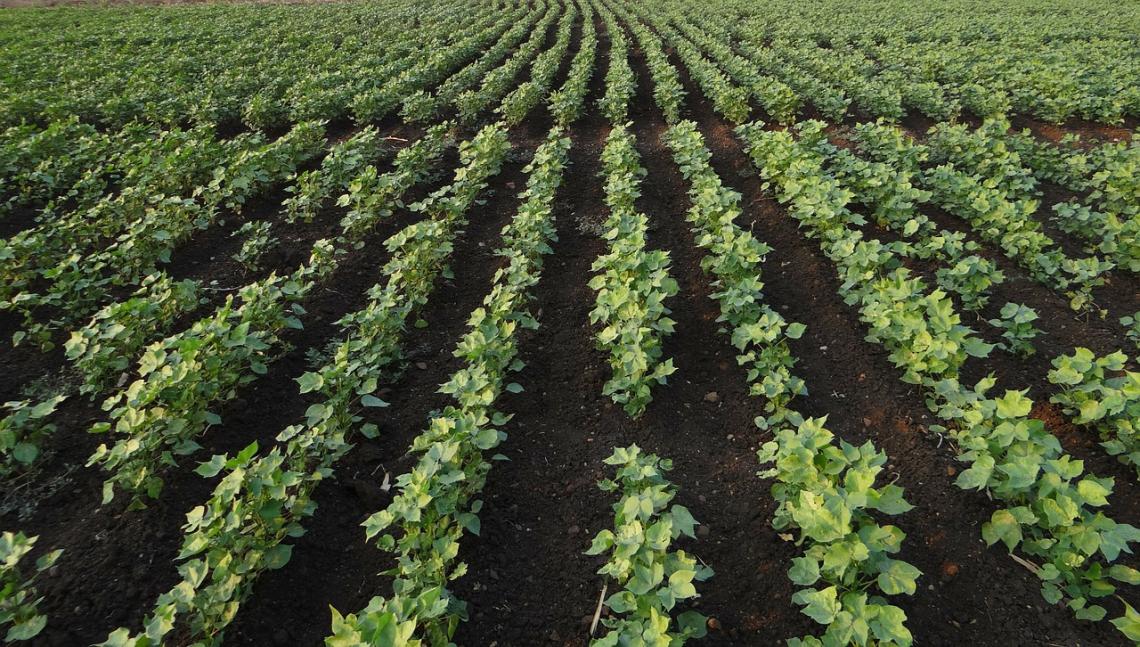 Arizona cotton growers are concerned that water deliveries from the Colorado River via the Central Arizona Project may be cut as soon as next year. Arizona cotton growers are concerned that water deliveries from the Colorado River via the Central Arizona Project may be cut as soon as next year.
