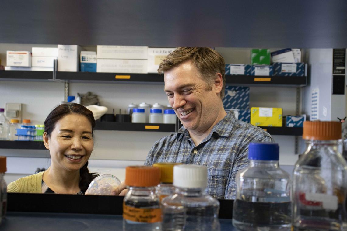 From left: Senior Research Scientist Xiangxia Luo and Andrew Capaldi, associate professor of molecular and cellular biology, examine cell lines they built that allow them to turn the TOR and PKA pathways on and off using drugs. From left: Senior Research Scientist Xiangxia Luo and Andrew Capaldi, associate professor of molecular and cellular biology, examine cell lines they built that allow them to turn the TOR and PKA pathways on and off using drugs.
