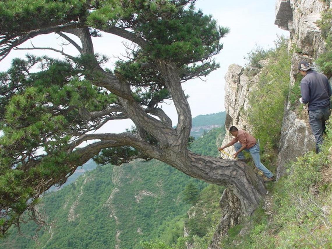 From left: Lei Wang and Jungang Dong of the Chinese Academy of Sciences in Xi’an, China, take a sample from an ancient southern Chinese pine tree on Mt. Helan in the western Loess Plateau of China. From left: Lei Wang and Jungang Dong of the Chinese Academy of Sciences in Xi’an, China, take a sample from an ancient southern Chinese pine tree on Mt. Helan in the western Loess Plateau of China.