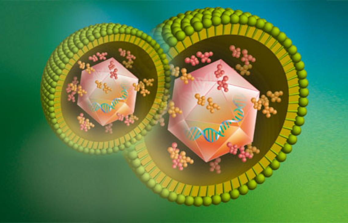 Cytomegalovirus infects a large proportion of the population but often does not cause any symptoms. Under the new research grant, UA scientists will investigate how viruses colonizing the lung influence overall health and disease states and how those var
