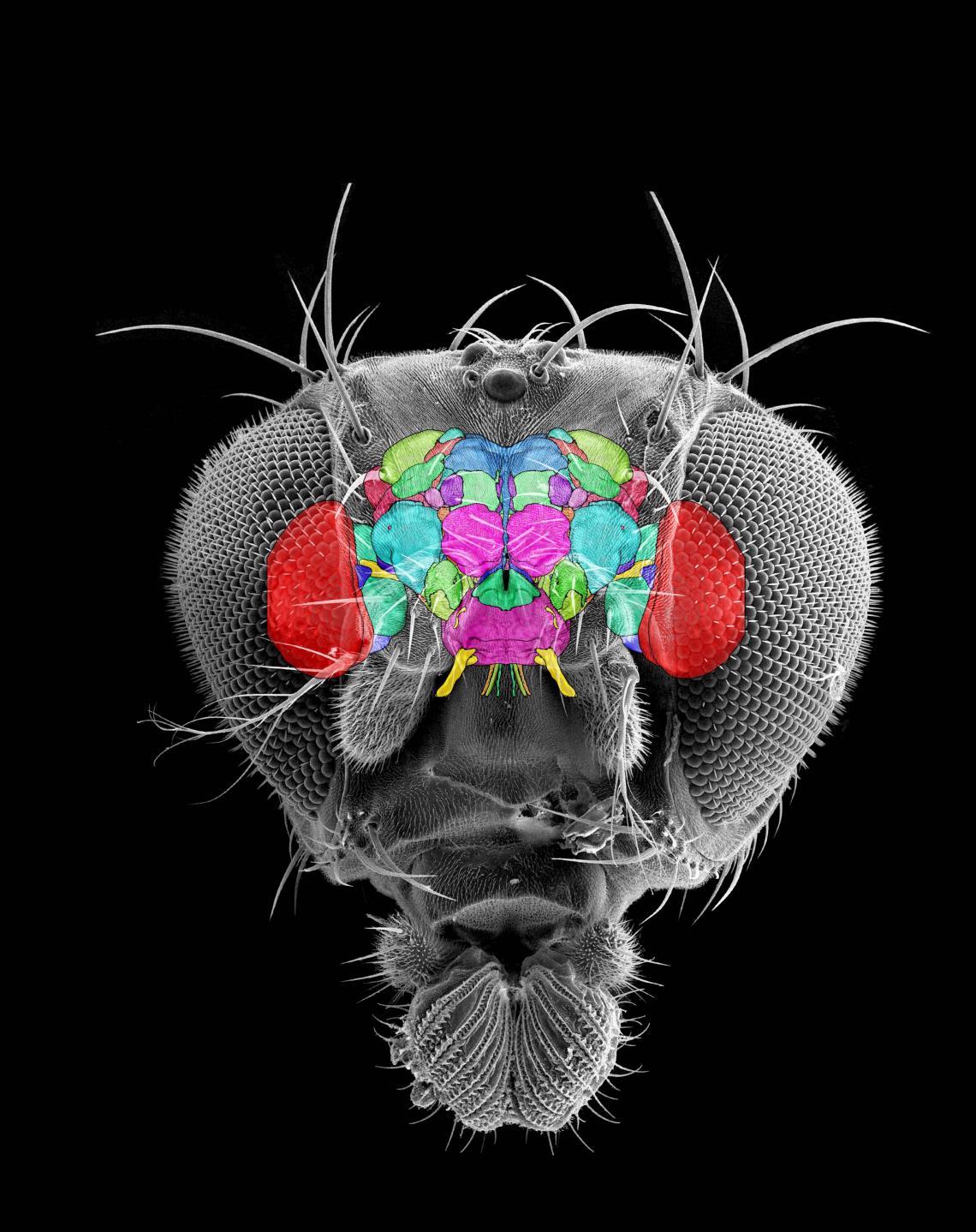 When studied with advanced microscopic and imaging
techniques, the brain of a fruit fly reveals astounding complexity, showing its
composition by many discrete building blocks called "neuropils,"
each comprising one or more complex neuronal circuits.