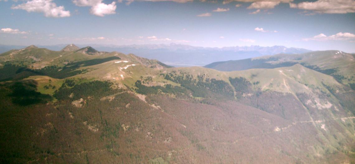 Vast swaths of forest are succumbing to pine beetle outbreaks. Vast swaths of forest are succumbing to pine beetle outbreaks.