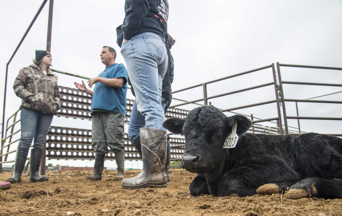 Peder Cuneo, a UA Cooperative Extension veterinarian, teaches a small class of veterinary science majors about calving management. Peder Cuneo, a UA Cooperative Extension veterinarian, teaches a small class of veterinary science majors about calving management.