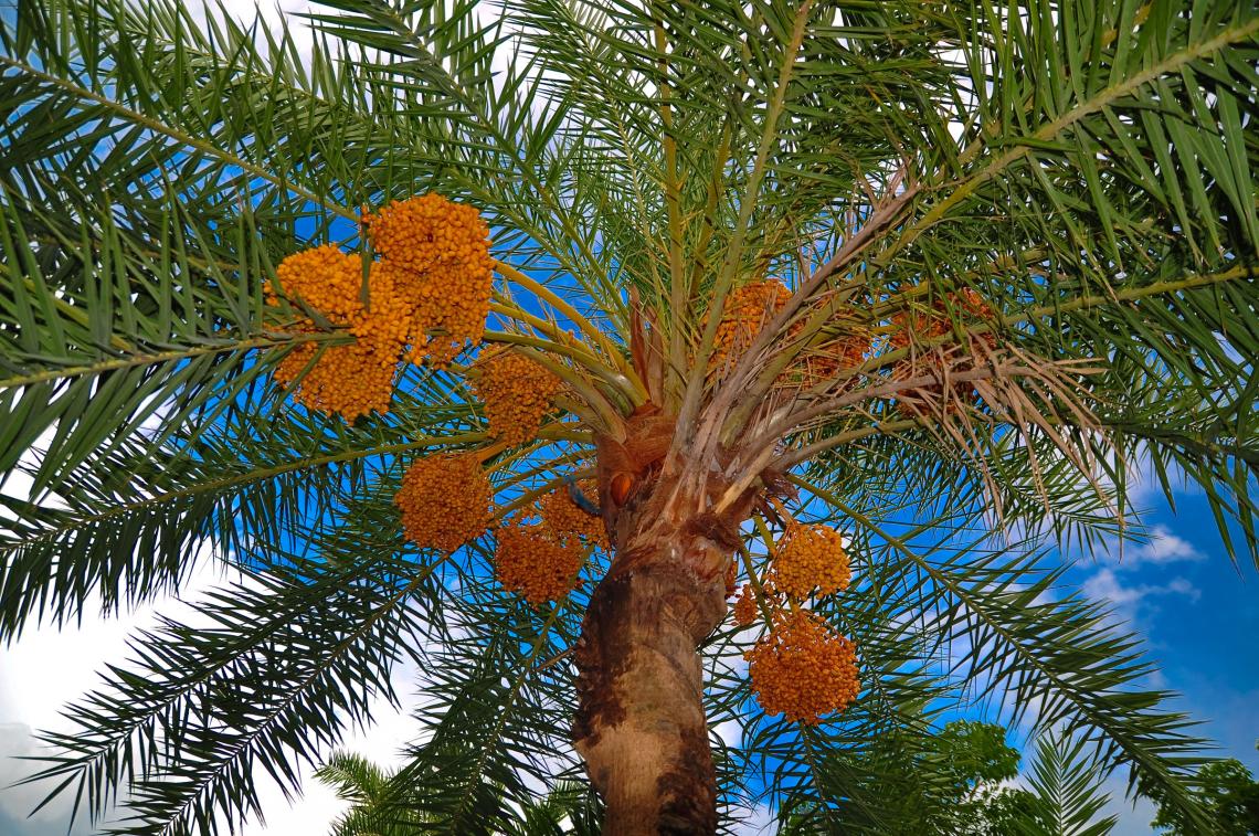 The date palm tree is the focus of One Million Date Palm Trees Project in Oman, where the crop plays an important role in the cultural history and economy of the country.  