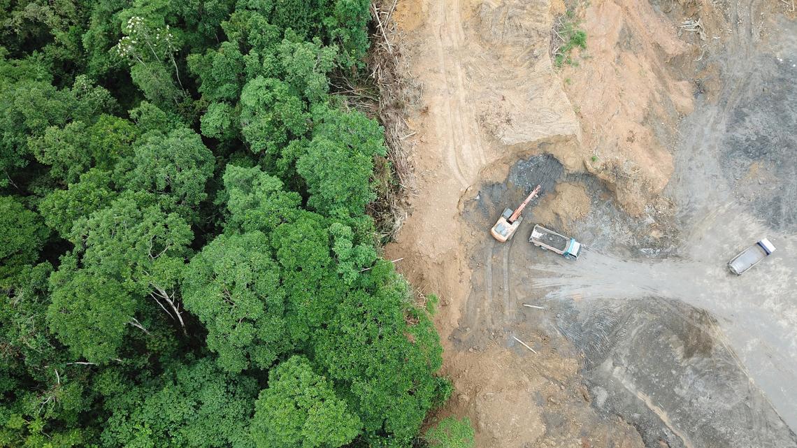 Deforestation puts very rare plant species at risk. Deforestation puts very rare plant species at risk.