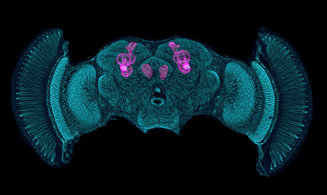 When brains of the fruit fly are labeled with an antibody binding to a protein required for learning and memory, its mushroom bodies light up when viewed under a microscope. Here, the mushroom bodies are superimposed onto an image of the fly brain. When brains of the fruit fly are labeled with an antibody binding to a protein required for learning and memory, its mushroom bodies light up when viewed under a microscope. Here, the mushroom bodies are superimposed onto an image of the fly brain.
