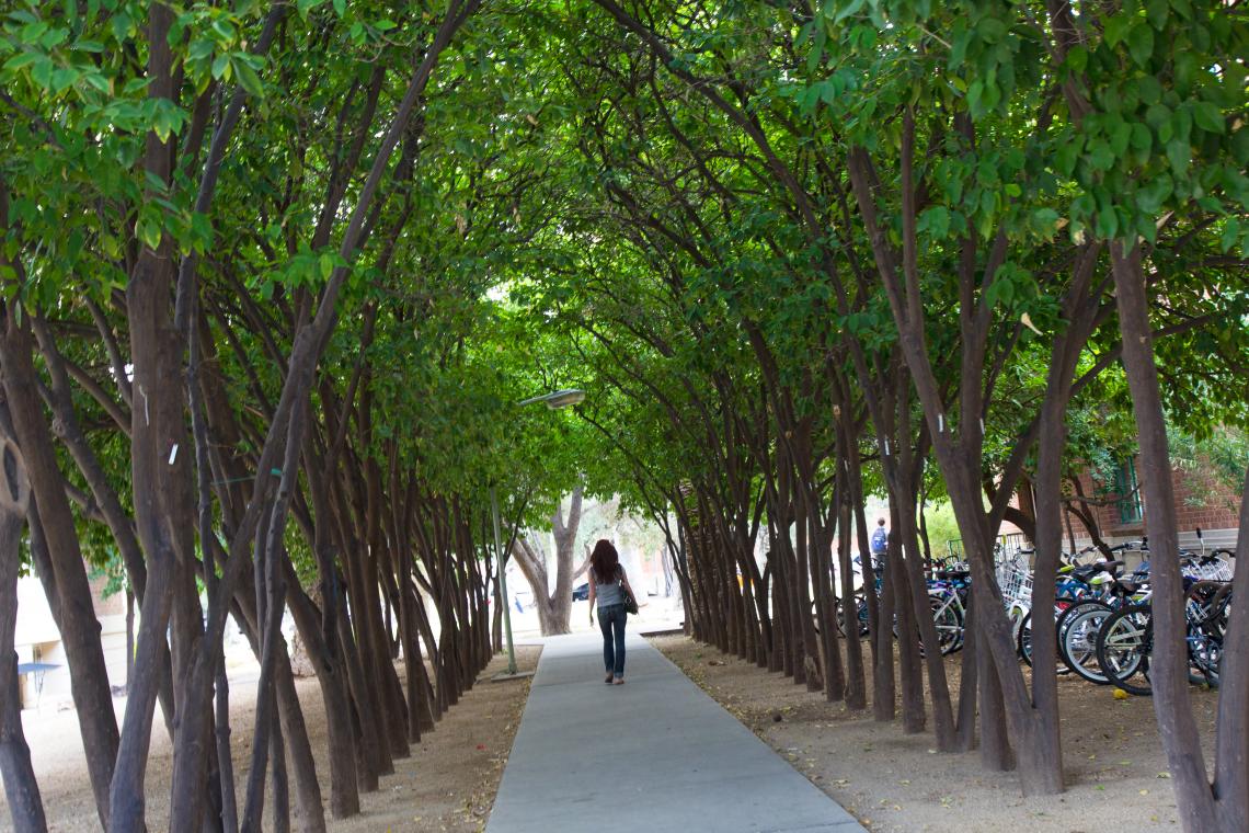 The UA Campus Arboretum is dedicated to promoting sustainable landscape practices through science-based tree care and education on campus and throughout the state. In addition to partnerships with the Arizona State Forestry, the National Phenonolgy Networ