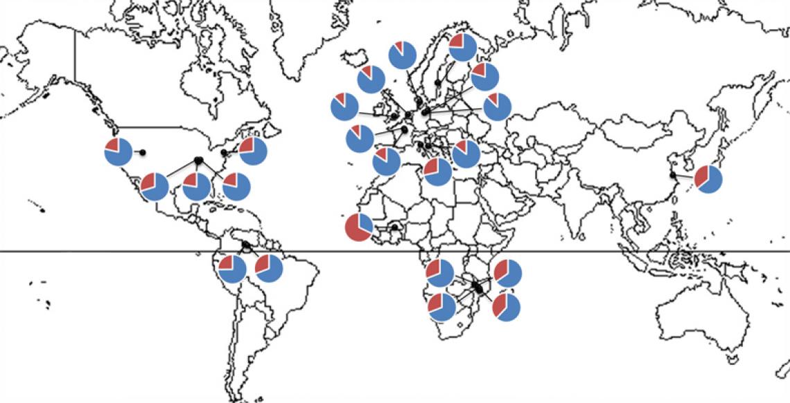 The researchers looked at data from more than 1,000 people from around the world. The blue represents the proportion of obesity-related bacteria in the gut, while red is the proportion of bacteria associated with slimness.