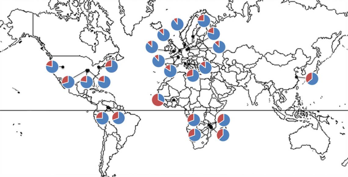 The researchers looked at data from more than 1,000 people from around the world. The blue represents the proportion of obesity-related bacteria in the gut, while red is the proportion of bacteria associated with slimness. 