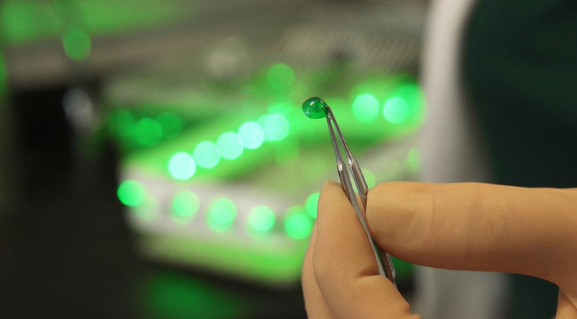 Earlier preclinical studies showed that green and blue LED produced analgesic effects in free-moving laboratory rats and reversed neuropathic pain associated with models of chronic pain. Earlier preclinical studies showed that green and blue LED produced analgesic effects in free-moving laboratory rats and reversed neuropathic pain associated with models of chronic pain.