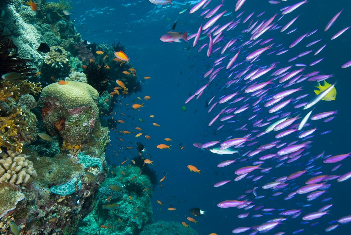 Until now, researchers had a hard time explaining why the Coral Triangle in the Central-Indo Pacific is the world's leading spot of marine biodiversity. Until now, researchers had a hard time explaining why the Coral Triangle in the Central-Indo Pacific is the world's leading spot of marine biodiversity.