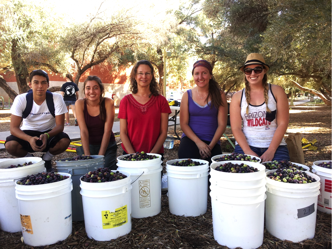 From left: Undergraduate volunteer Michael George Bernal, undergraduate intern Tori Scaven, LEAF co-PI Melanie Lenart, and undergraduate LEAF interns Ashley Hodes and Haley Anderson show off the olives picked at the harvest on Nov. 11.  