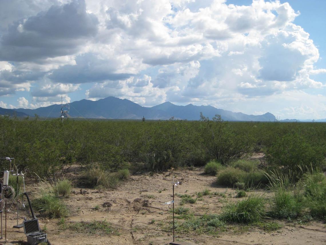 Chemical odor plume measurements were made by proton transfer reaction mass spectrometry and anemometry in the University of Arizona Santa Rita Experimental Range. Chemical odor plume measurements were made by proton transfer reaction mass spectrometry and anemometry in the University of Arizona Santa Rita Experimental Range.