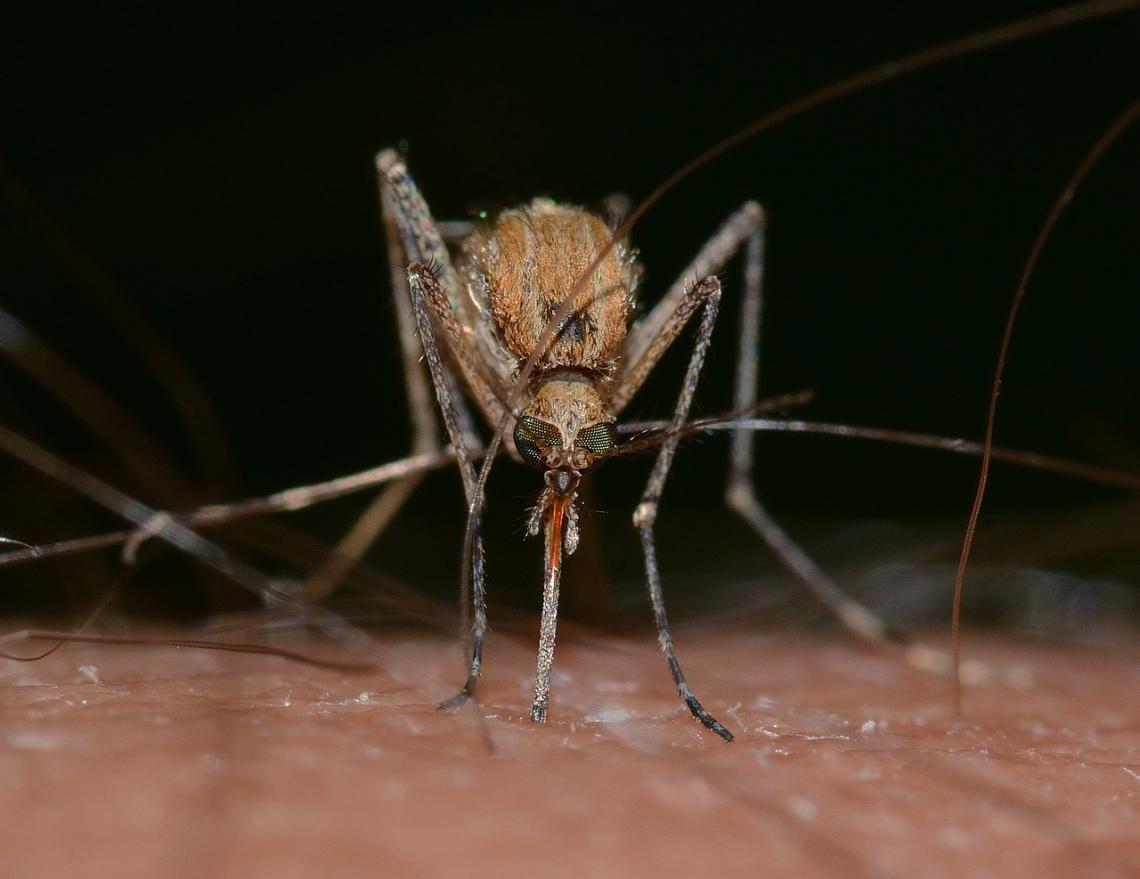 The elderly are particularly susceptible to West Nile virus, a disease transmitted by mosquitoes. By researching immune response in old mice, the UA's Michael Kuhns hopes to improve efforts to tailor vaccines for the elderly. The elderly are particularly susceptible to West Nile virus, a disease transmitted by mosquitoes. By researching immune response in old mice, the UA's Michael Kuhns hopes to improve efforts to tailor vaccines for the elderly.