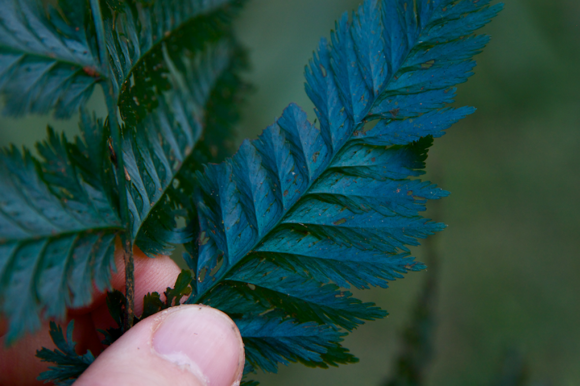 Ben Blonder collected plant leaves in various places around the world, such as this one in Costa Rica. Ben Blonder collected plant leaves in various places around the world, such as this one in Costa Rica.