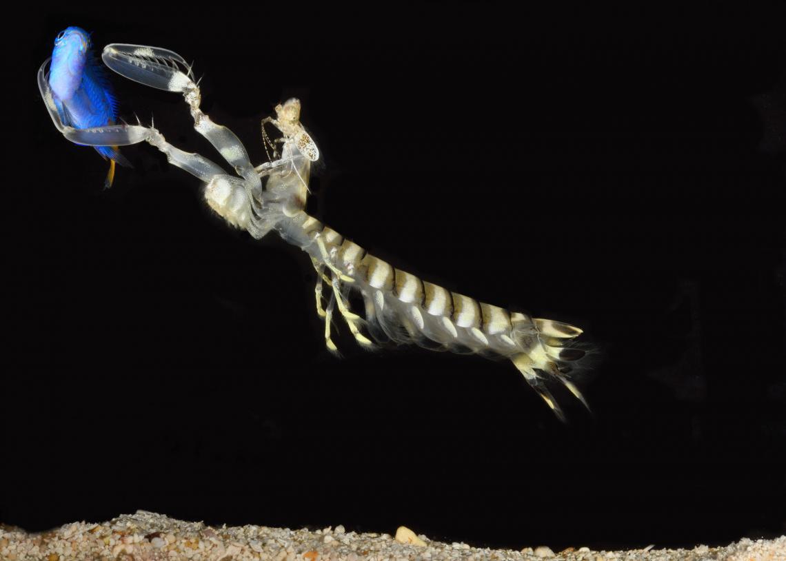With exceptionally keen vision and the fastest strike in the animal kingdom, mantis shrimp are formidable predators of coral reefs around the world. With exceptionally keen vision and the fastest strike in the animal kingdom, mantis shrimp are formidable predators of coral reefs around the world.