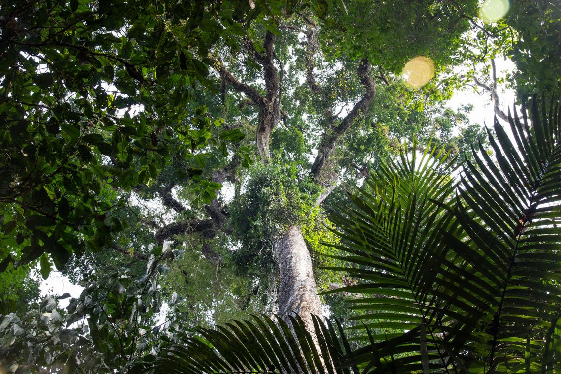 What lidar sees: the canopy structure of the rainforest, as seen from the ground. 