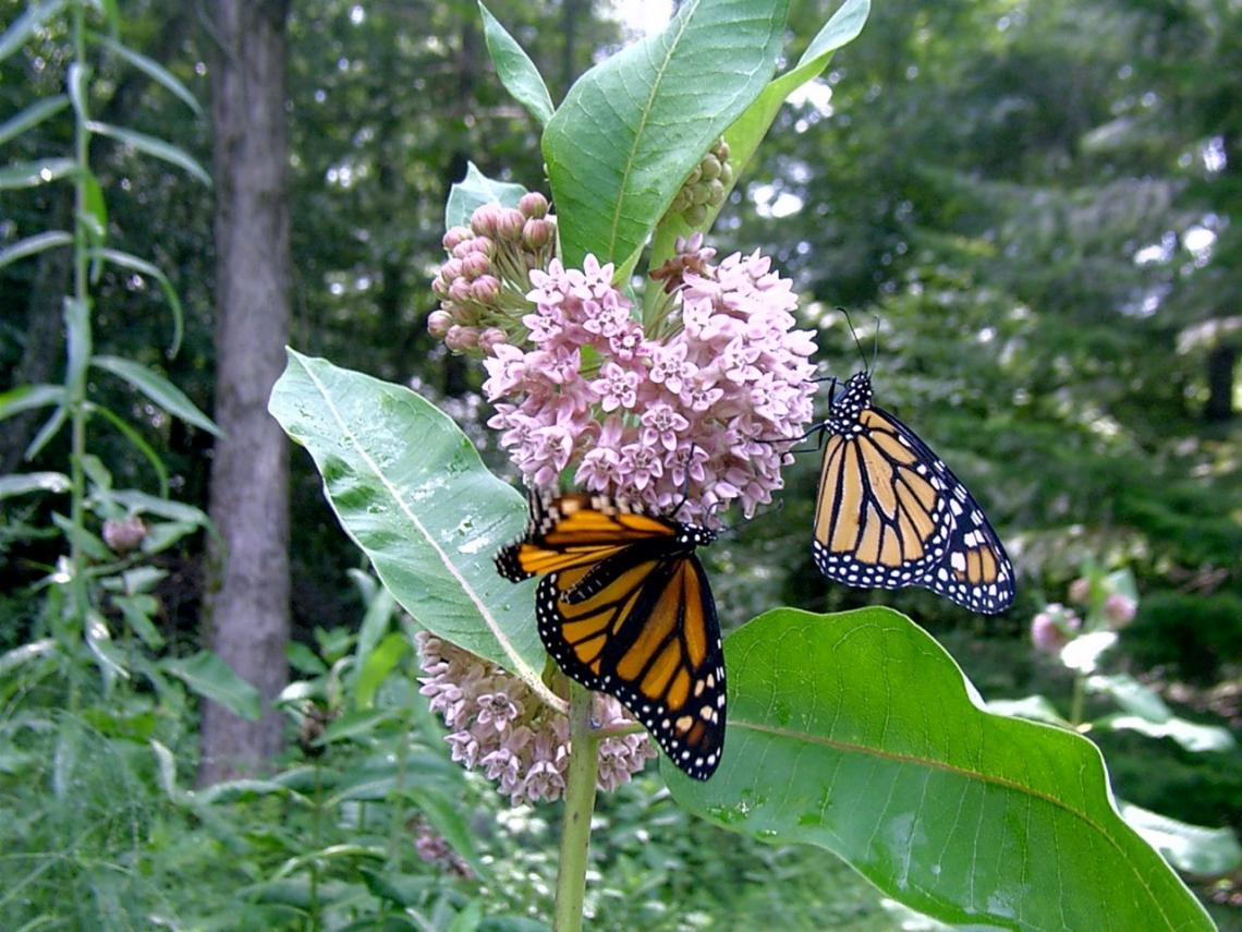 Two monarch butterflies sucking nectar on Common Milkweed, Asclepias syriaca. Of the 73 species of native milkweeds, this one is the most important for the monarch butterfly. Two monarch butterflies sucking nectar on Common Milkweed, Asclepias syriaca. Of the 73 species of native milkweeds, this one is the most important for the monarch butterfly.