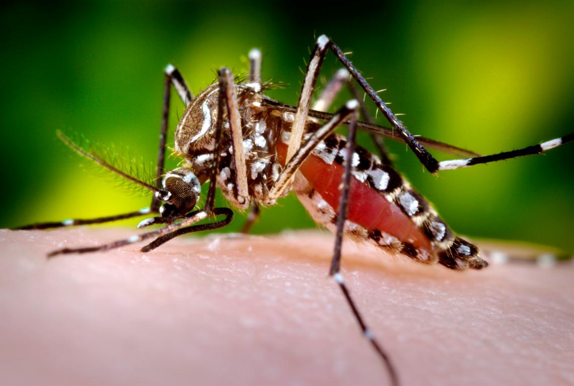 A female Aedes aegypti mosquito in the process of acquiring a blood meal from a human host. 