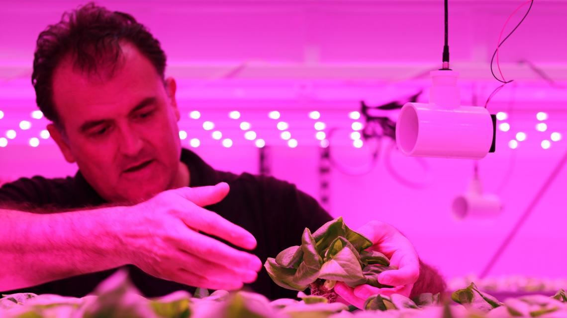 Murat Kacira, professor of biosystems engineering, works in the Controlled Environment Agriculture Center. Murat Kacira, professor of biosystems engineering, works in the Controlled Environment Agriculture Center.