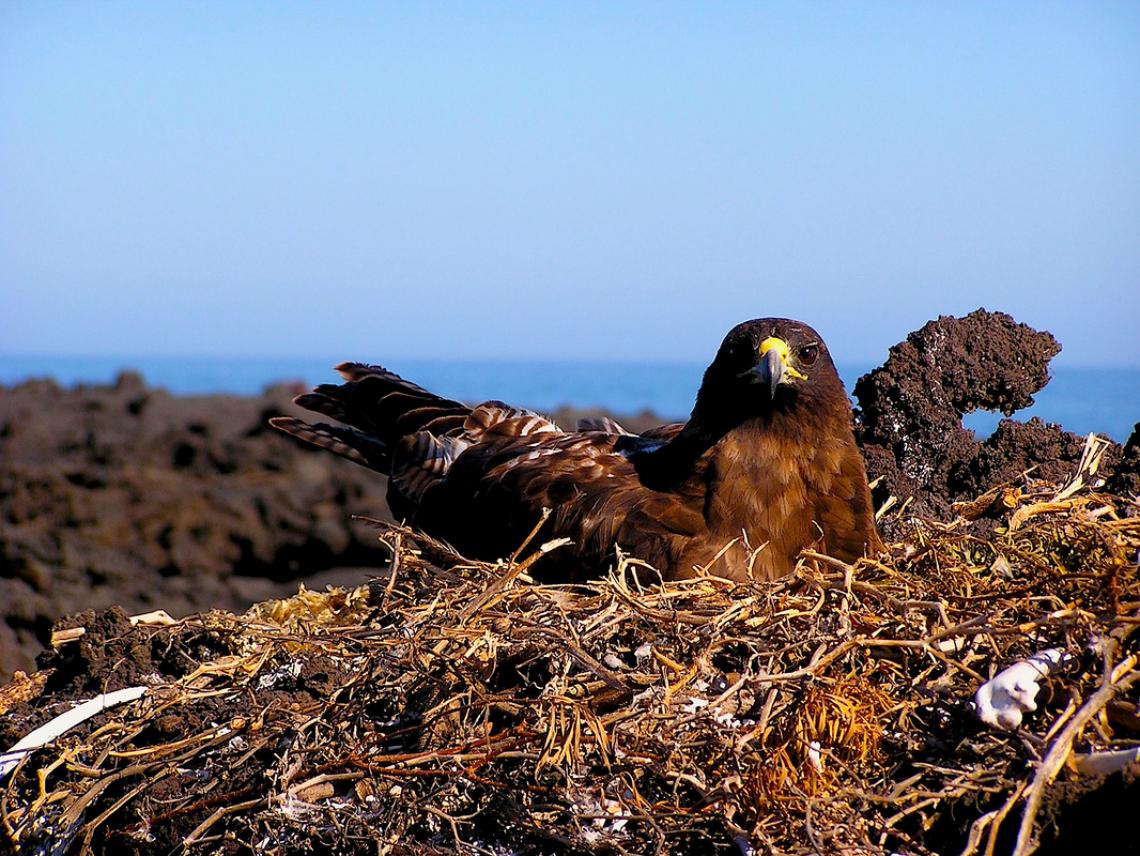 A Galápagos hawk nesting on Isla Fernandina, Galapagos. A Galápagos hawk nesting on Isla Fernandina, Galapagos.