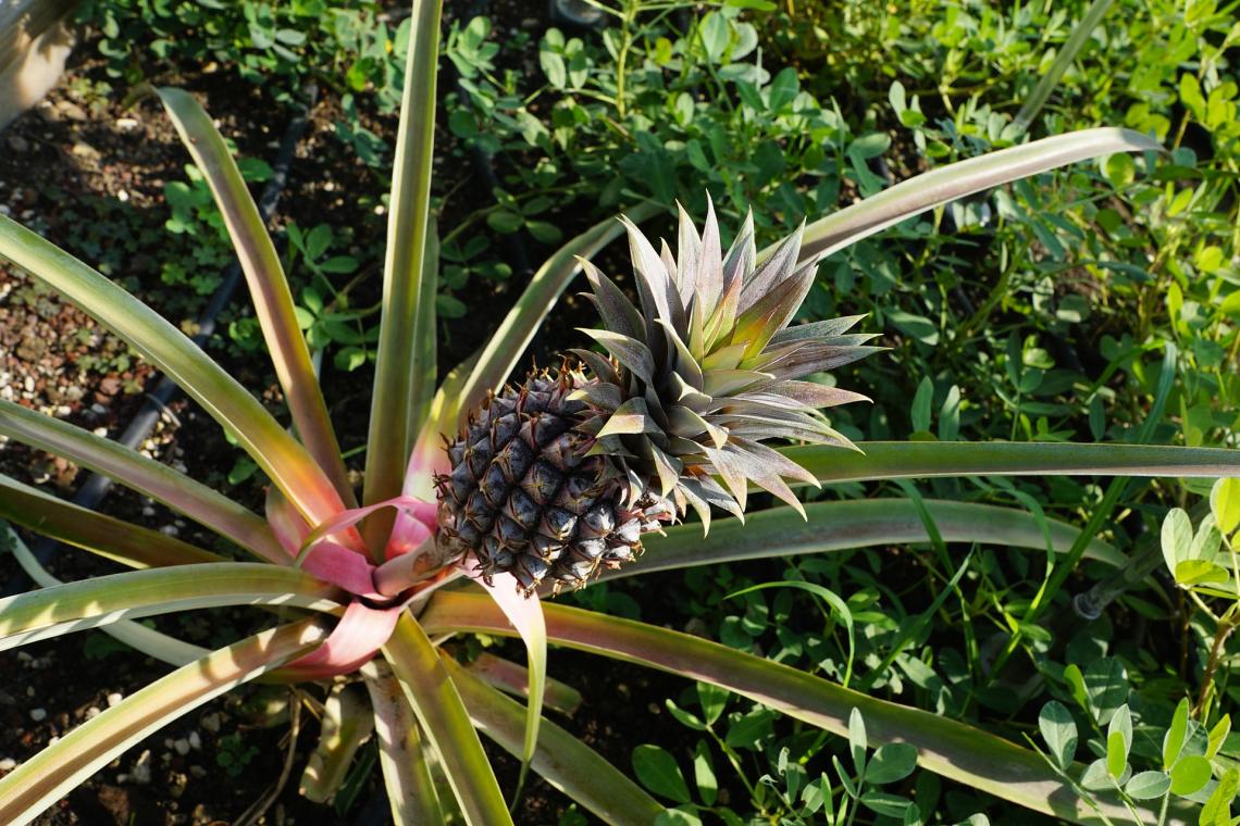 According to new research, plants such as pineapples aren't poikilotherms as previously believed. According to new research, plants such as pineapples aren't poikilotherms as previously believed.