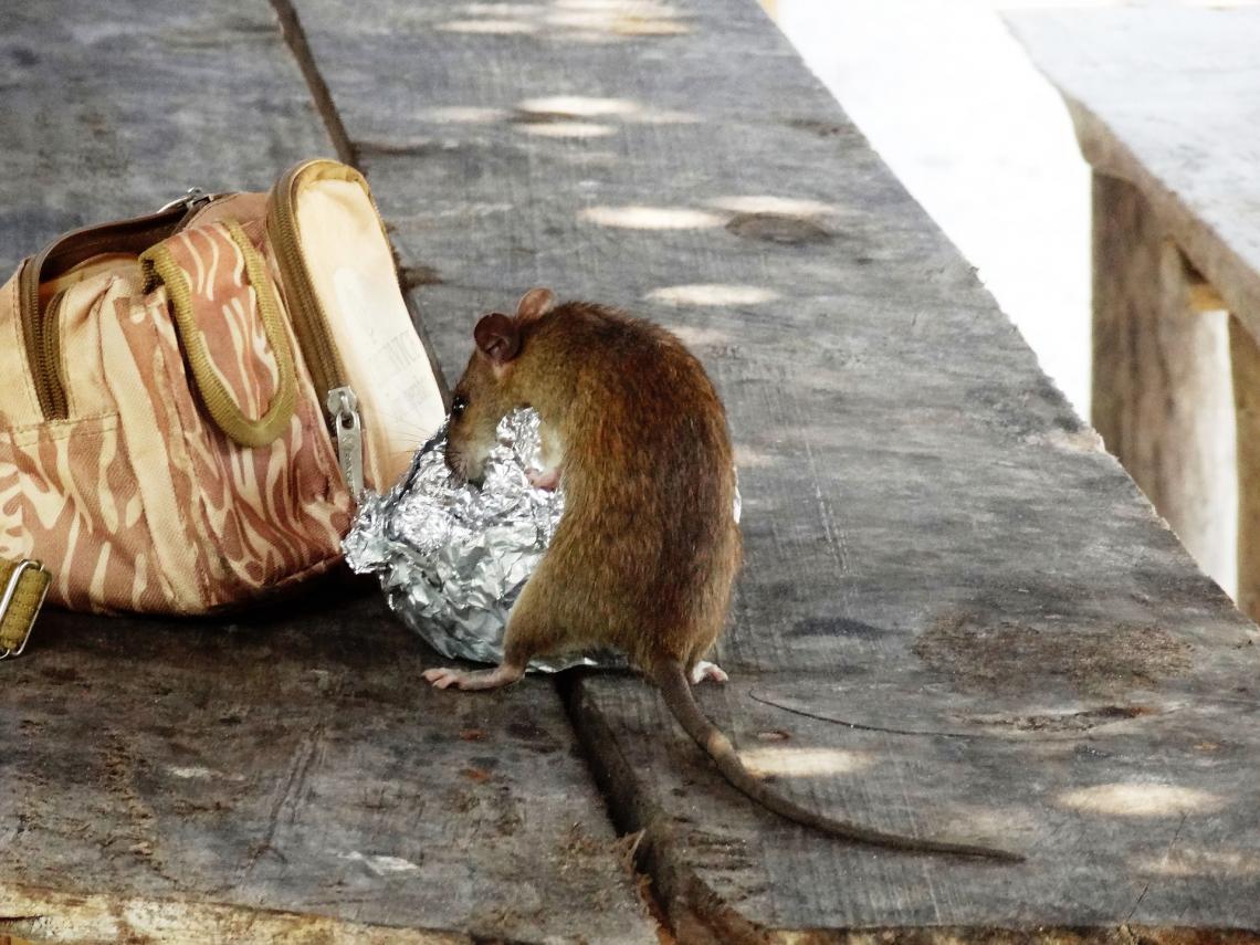 NYC Successful Rat-Killing Method Won't Solve the Rat Problem: Expert