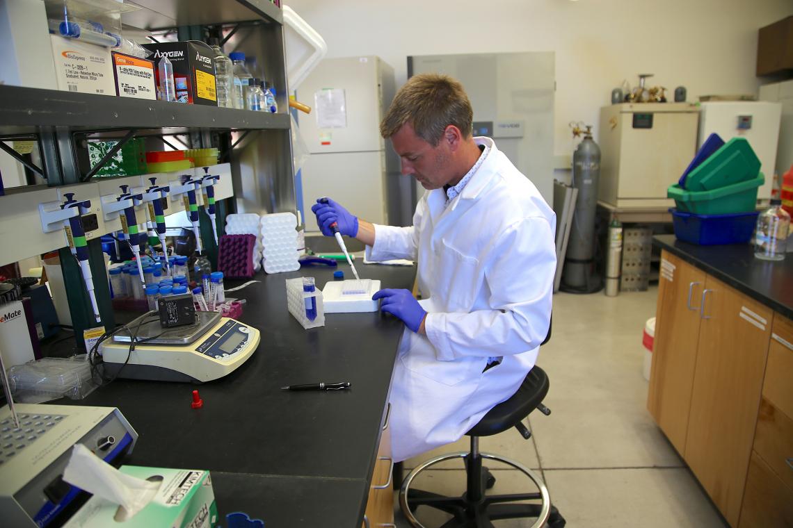 Benjamin Renquist, inventor of a new animal growth assay, in his lab at the UA Agricultural Center. Benjamin Renquist, inventor of a new animal growth assay, in his lab at the UA Agricultural Center.