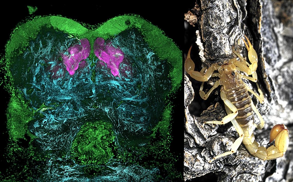 Memory centers called mushroom bodies in the forebrain of a scorpion, revealed here by antibodies against "memory protein" and shown in magenta. 