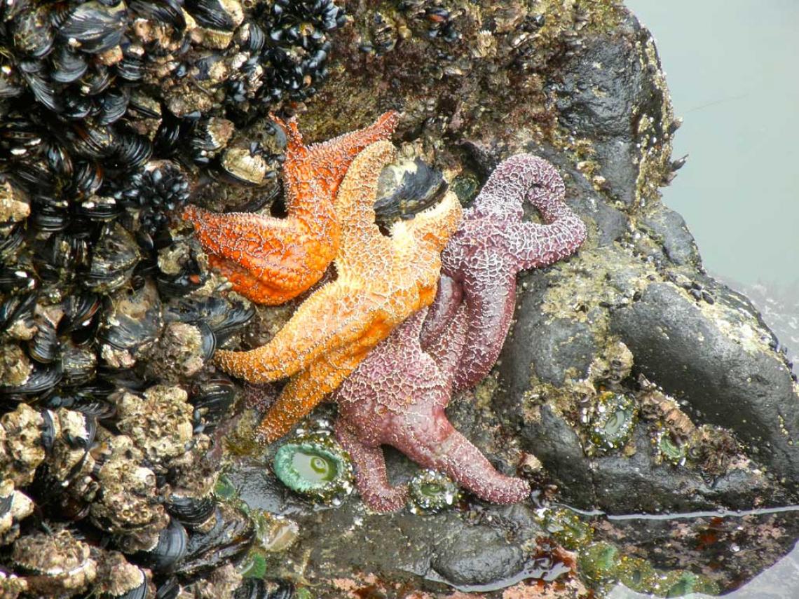 The rocky intertidal, shown here, is one of the ecosystems that ecologists have been studying for decades to learn about how different species interact.