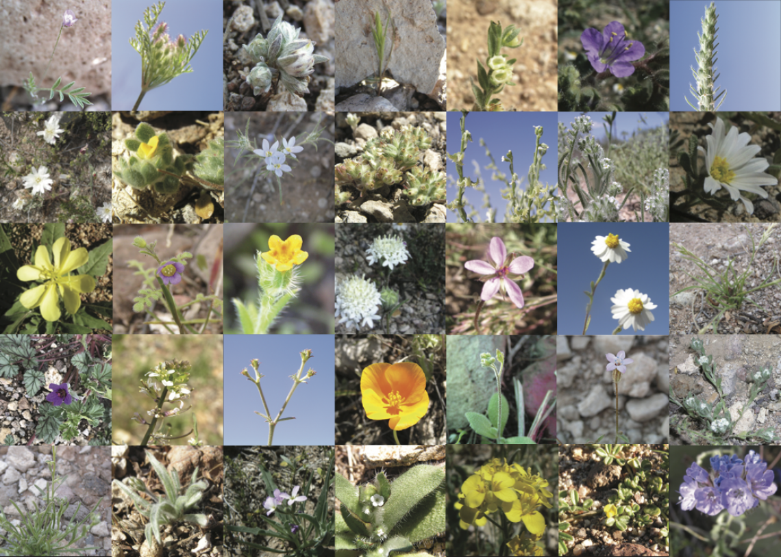 More than 50 species of desert annuals are in bloom around Tucson this month. The low-growing plants range from the size of a dime to more than a foot tall. More than 50 species of desert annuals are in bloom around Tucson this month. The low-growing plants range from the size of a dime to more than a foot tall.