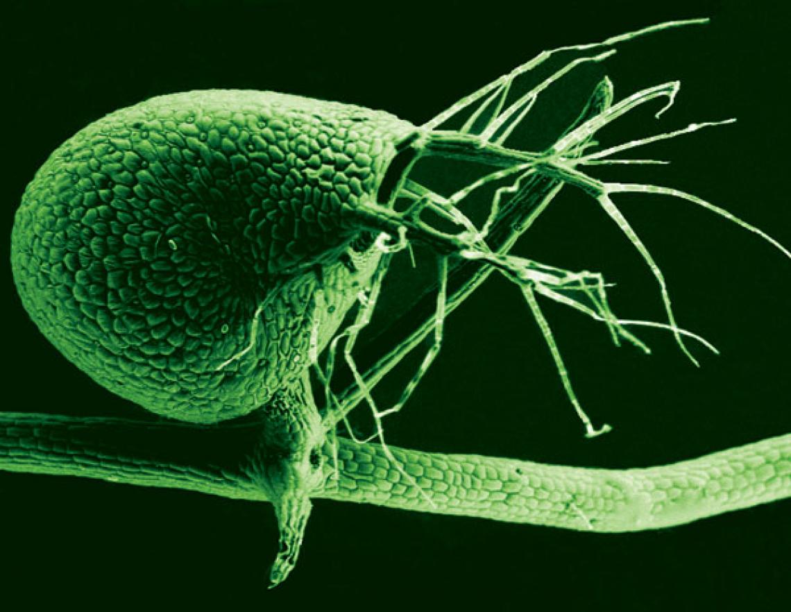 A scanning electron microscope image shows the tiny, 1-millimeter-long bladders used to catch small organisms by Utricularia gibba, the humped bladderwort plant . The submerged growing plant is a voracious carnivore, with its bladders leveraging vacuum pr A scanning electron microscope image shows the tiny, 1-millimeter-long bladders used to catch small organisms by Utricularia gibba, the humped bladderwort plant . The submerged growing plant is a voracious carnivore, with its bladders leveraging vacuum pr
