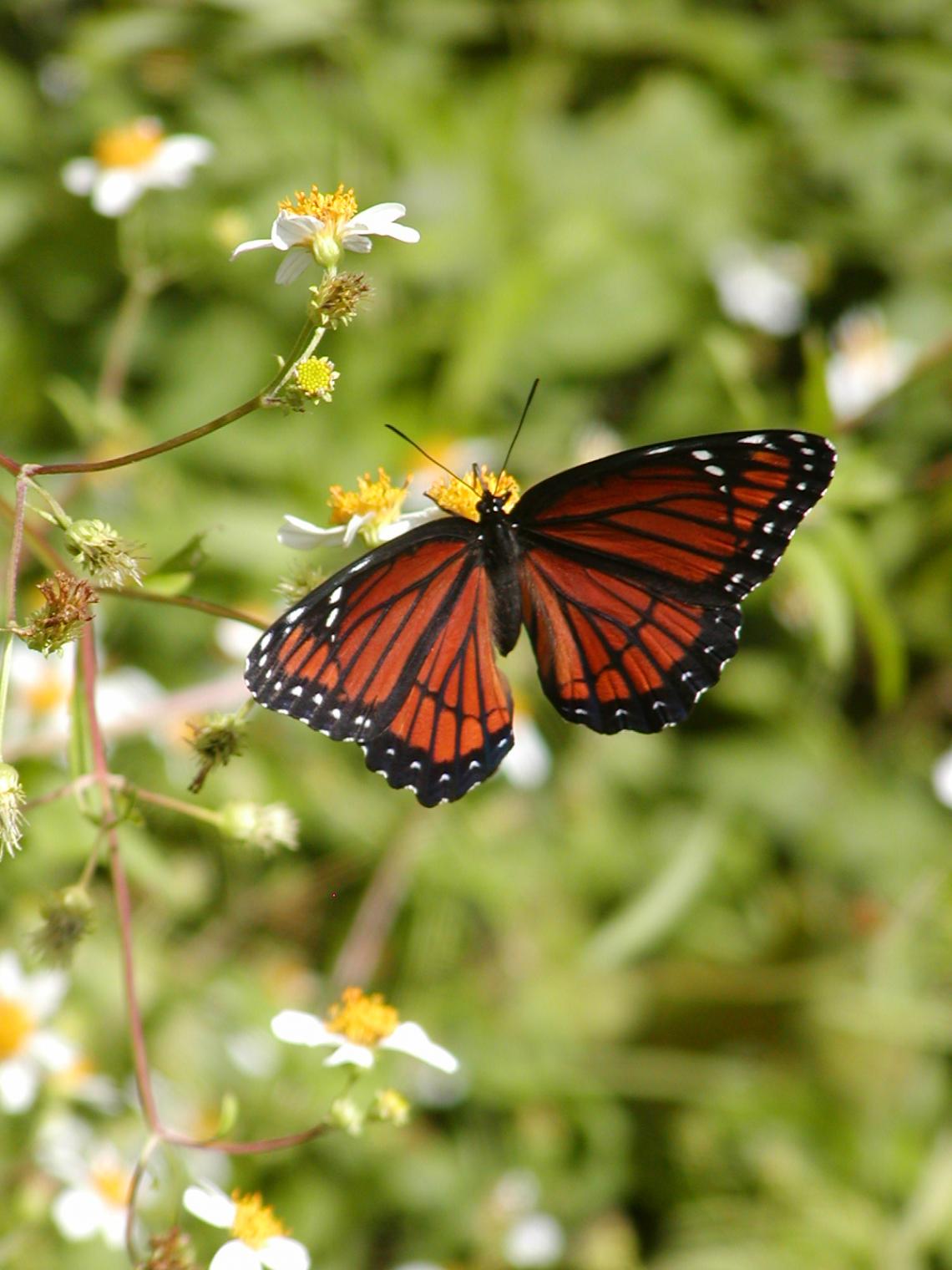 The sometimes disgusting viceroy butterfly, Limenitus archippus. The sometimes disgusting viceroy butterfly, Limenitus archippus.