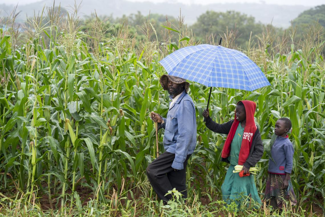 A conservation agriculture demonstration plot in Zimbabwe. A conservation agriculture demonstration plot in Zimbabwe.