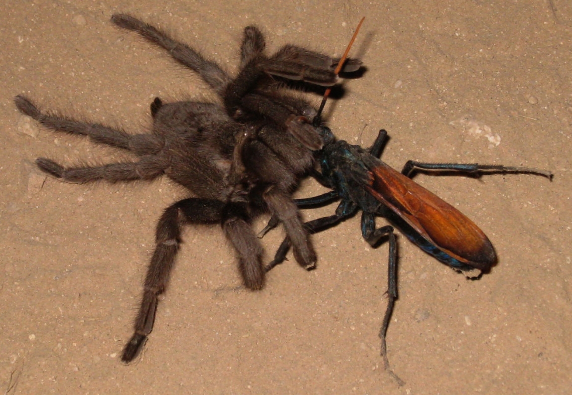 a tarantula hawk attacking a tarantula