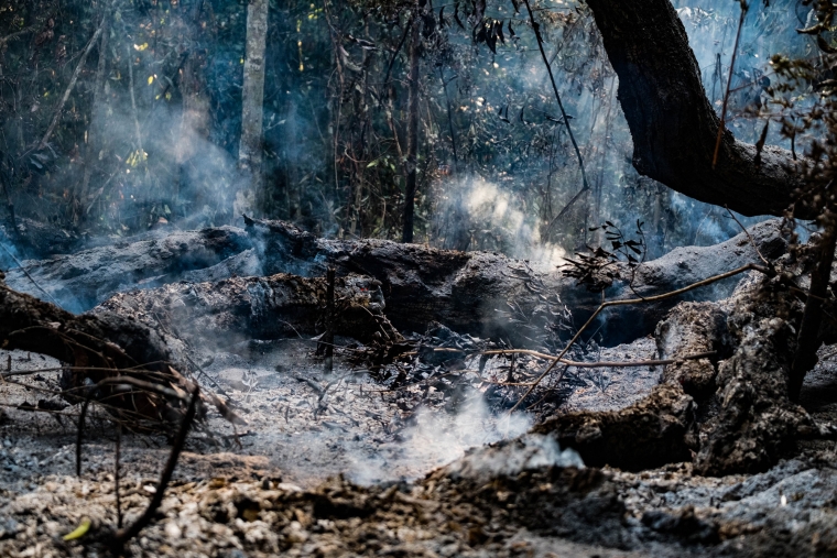 The smoldering remains of burned trees in the Amazon rainforest The smoldering remains of burned trees in the Amazon rainforest
